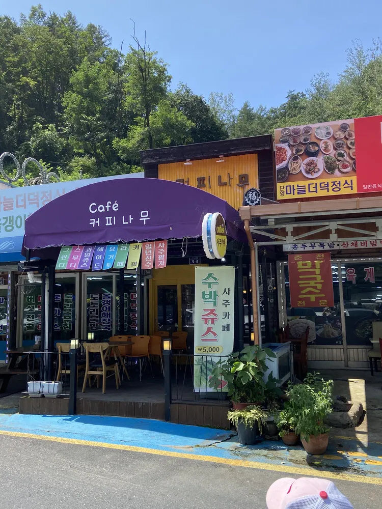 커피나무 대표 이미지