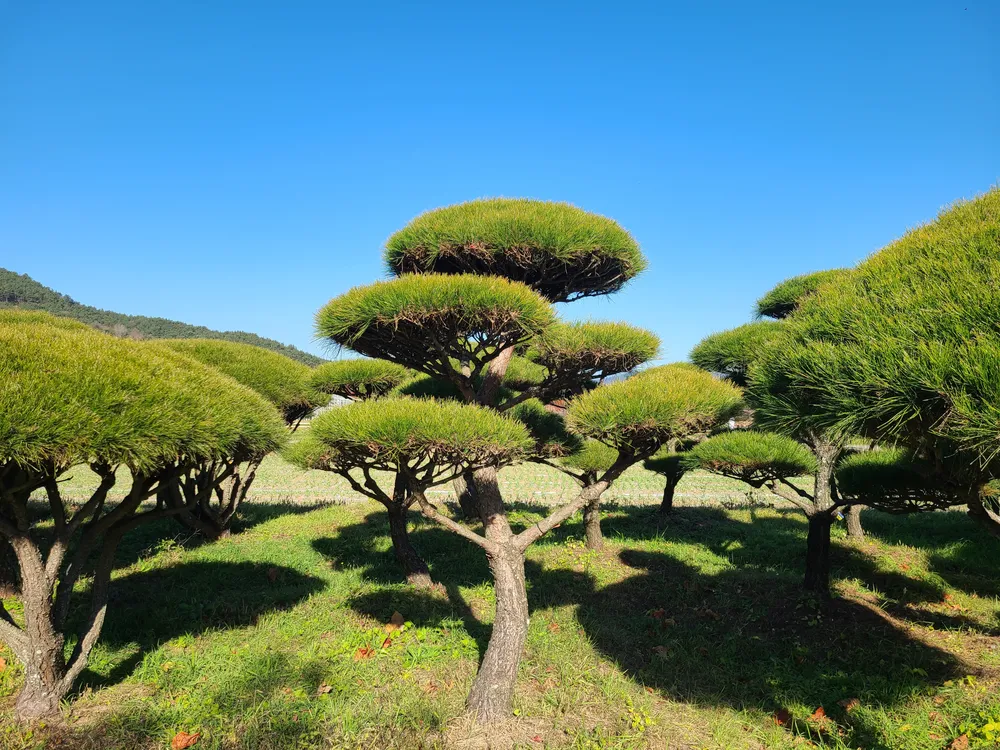 덕산조경주식회사 대표 이미지