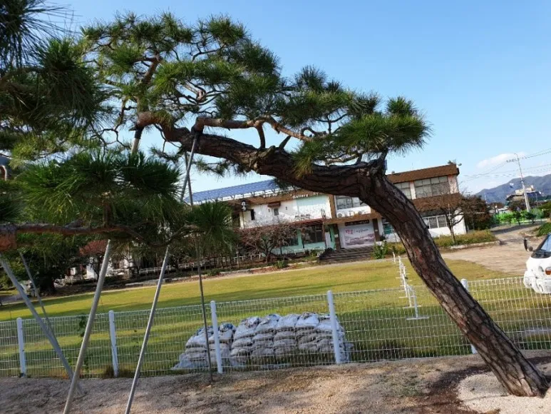 학교소나무 대표 이미지