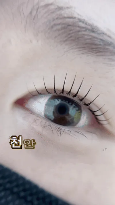케일리라인 대표 이미지