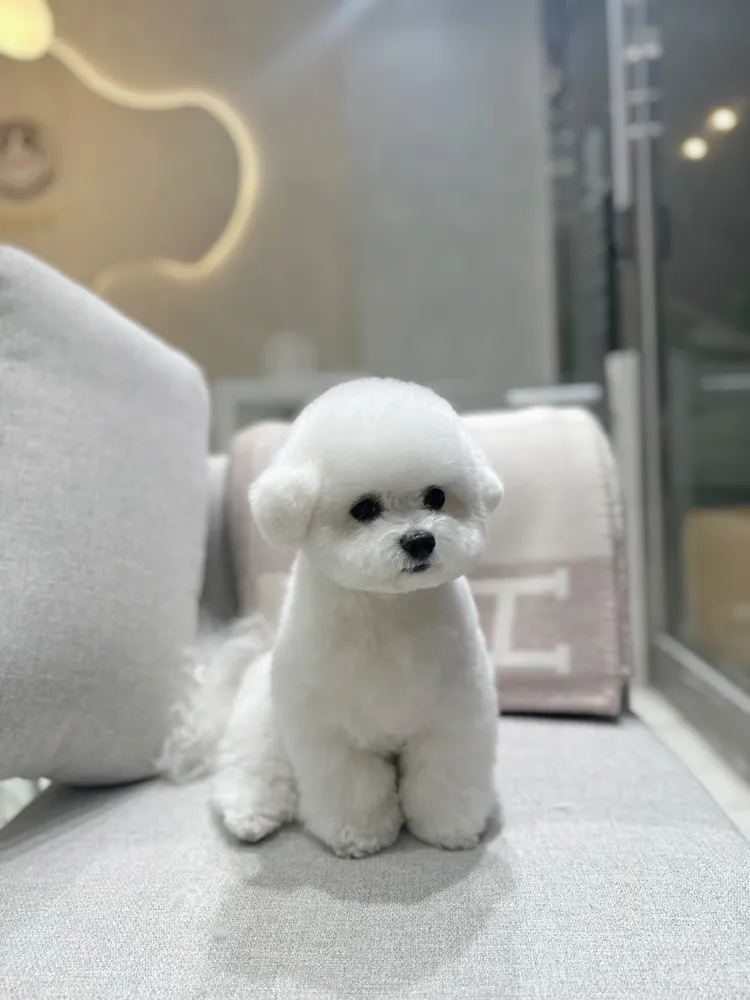 비비그루밍 대표 이미지