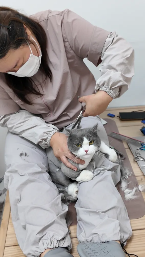 묘약고양이미용실 대표 이미지