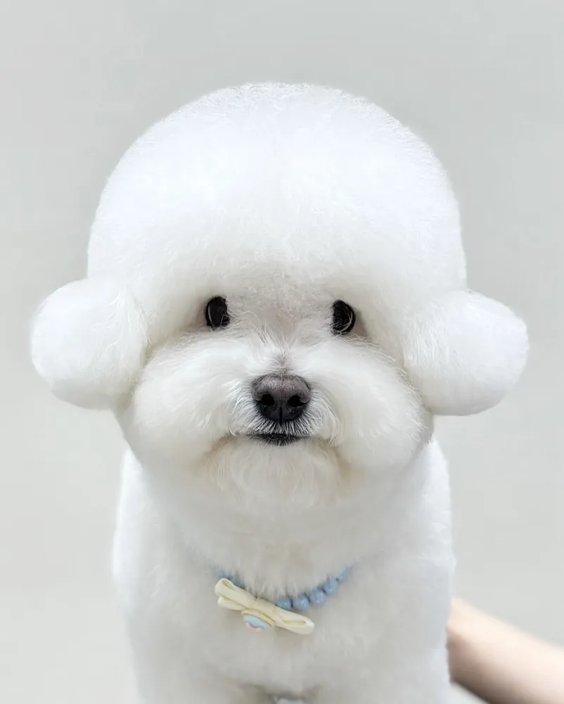 플러스비비 대표 이미지