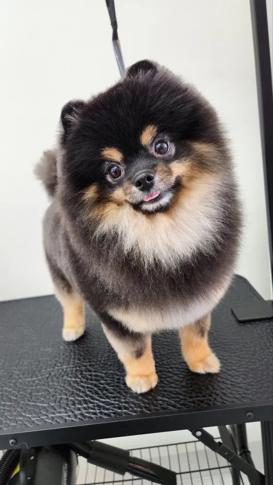 포커스온펫 애견미용, 호텔 대표 이미지