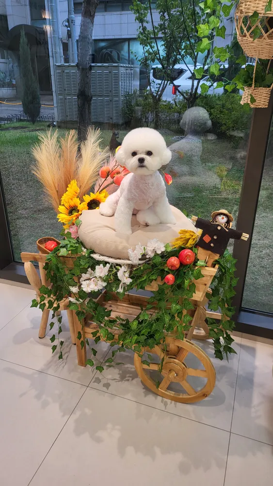 박지은펫살롱 대표 이미지