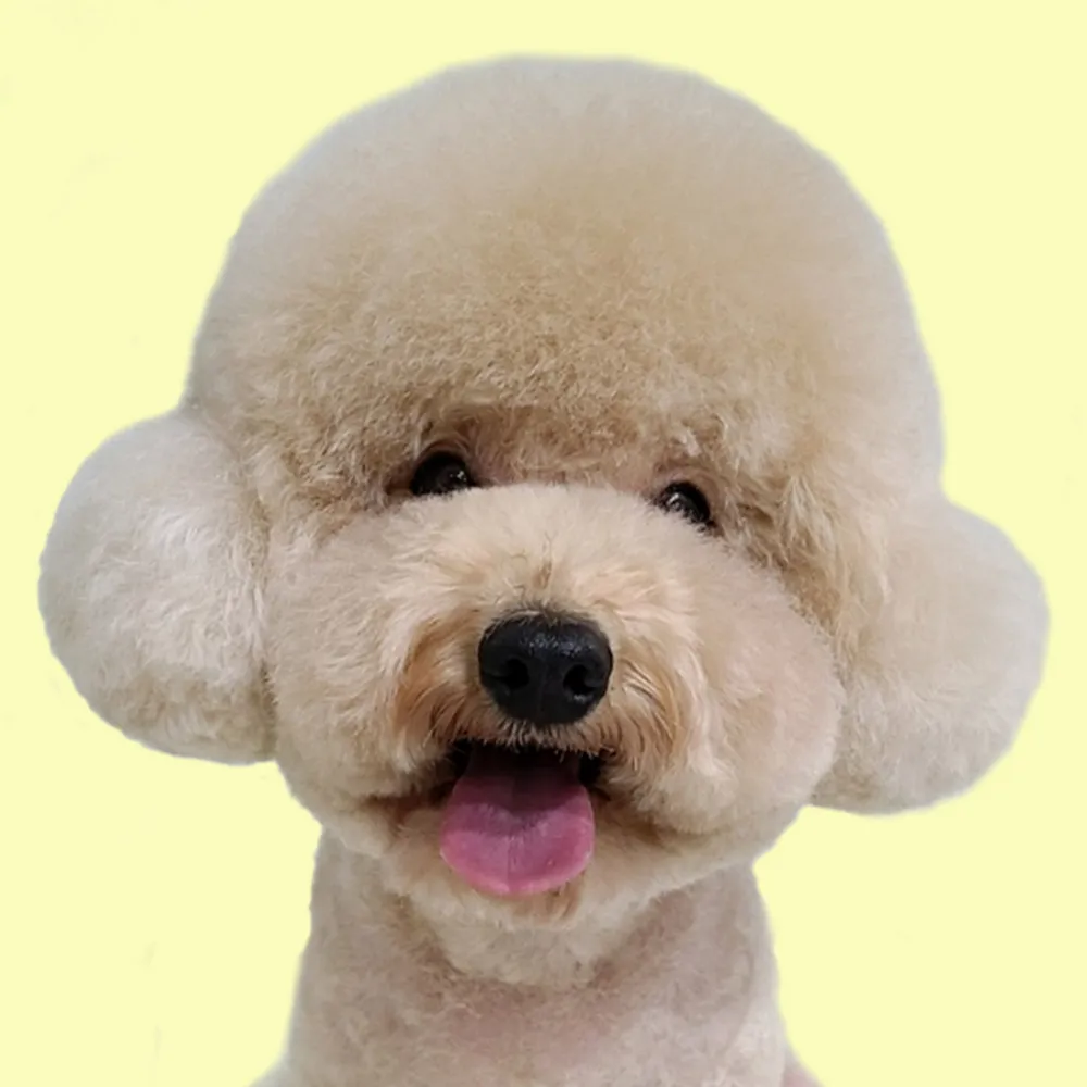 허니비 펫살롱 대표 이미지