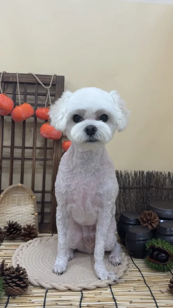 킁킁그루밍 대표 이미지