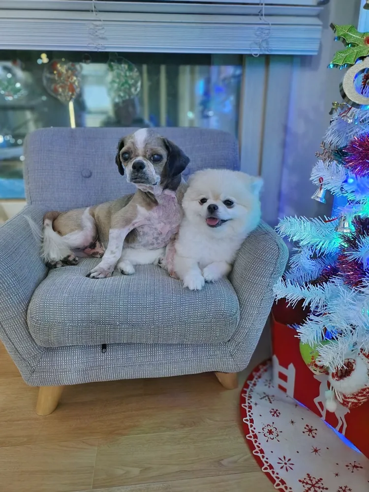 강아지와고양이 대표 이미지