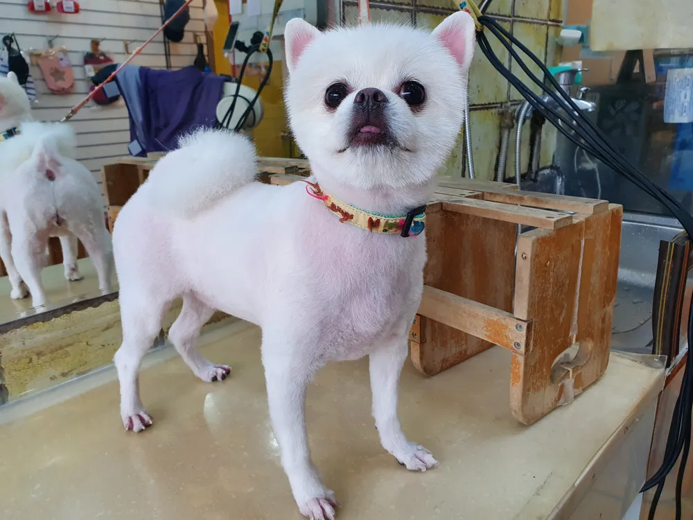 똥깡아지 대표 이미지