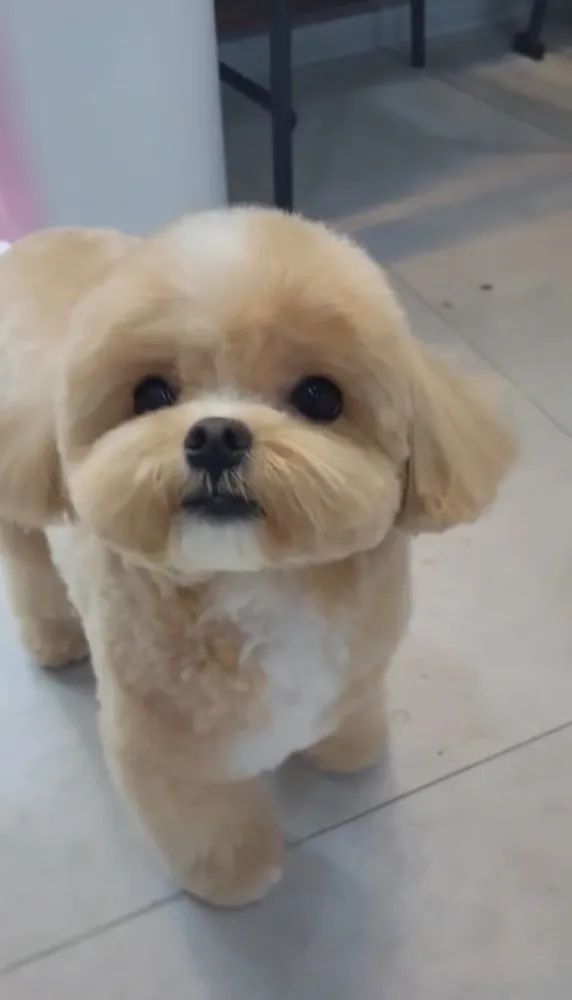 체리네애견미용실 대표 이미지