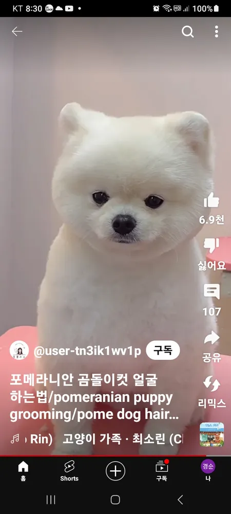 둘리 애견 미용 대표 이미지