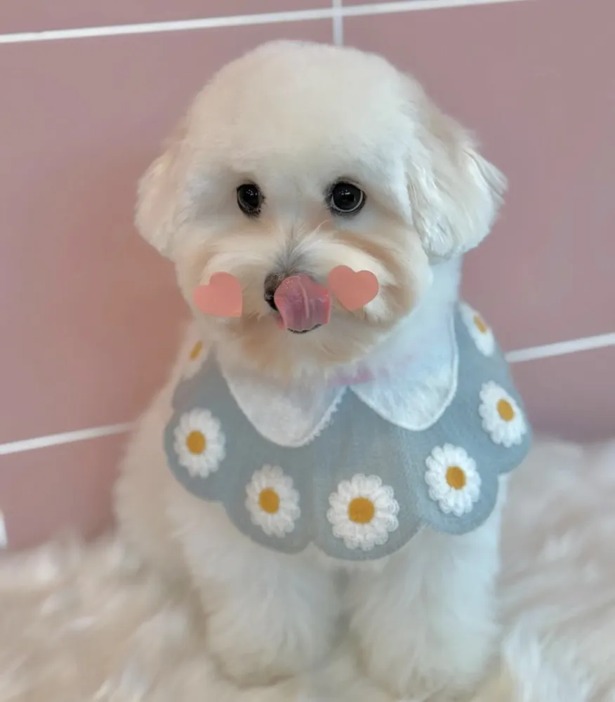 맘츄 대표 이미지