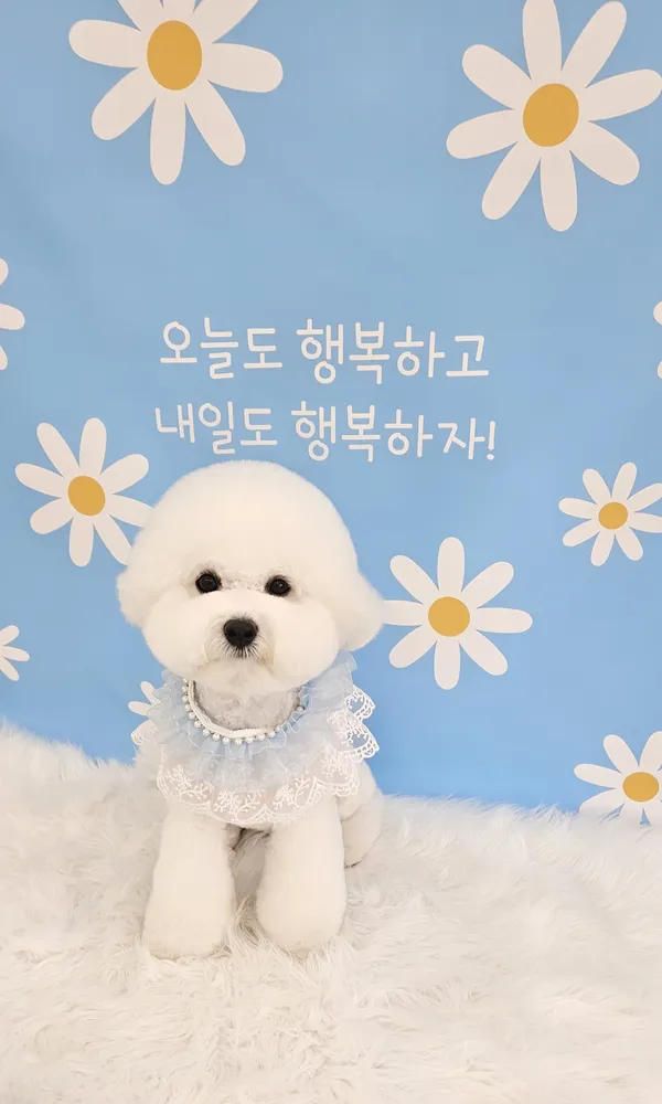 더아름답개 대표 이미지