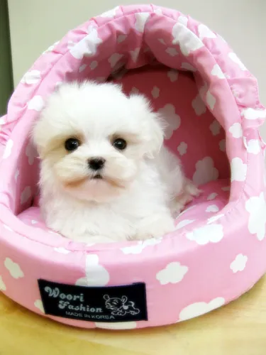 핑크애견 대표 이미지