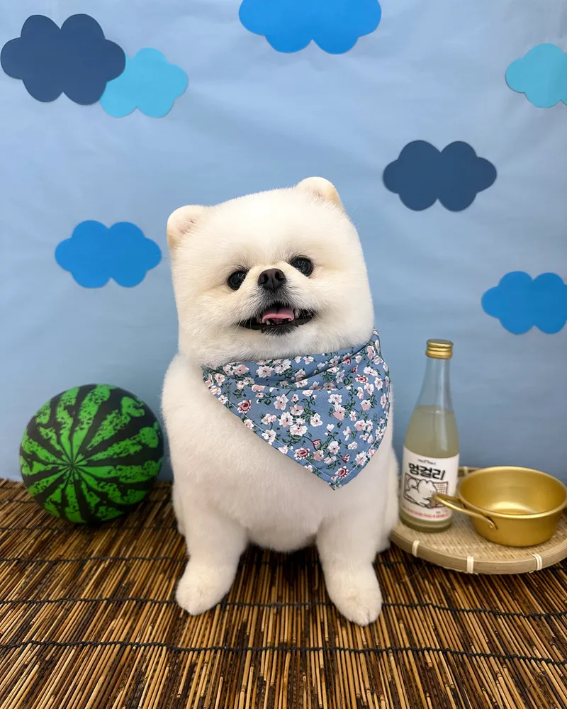 몽그리데이 대표 이미지