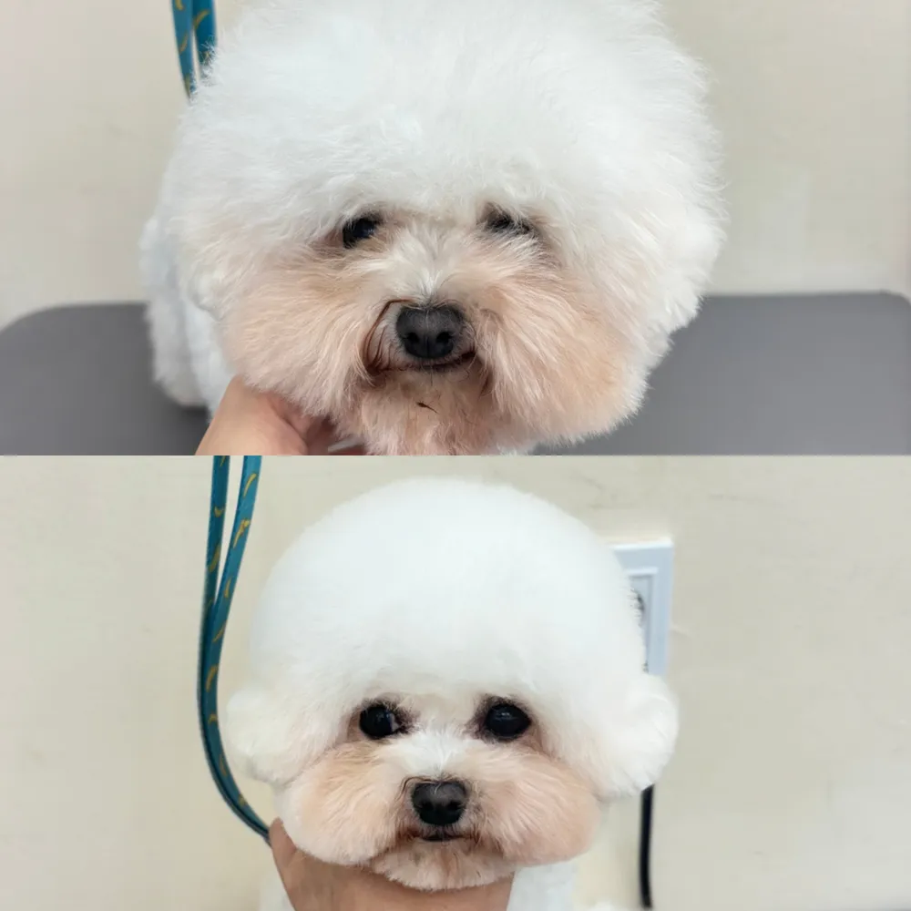 푸키 대표 이미지