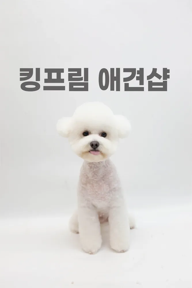 킹프림애견샵 대표 이미지