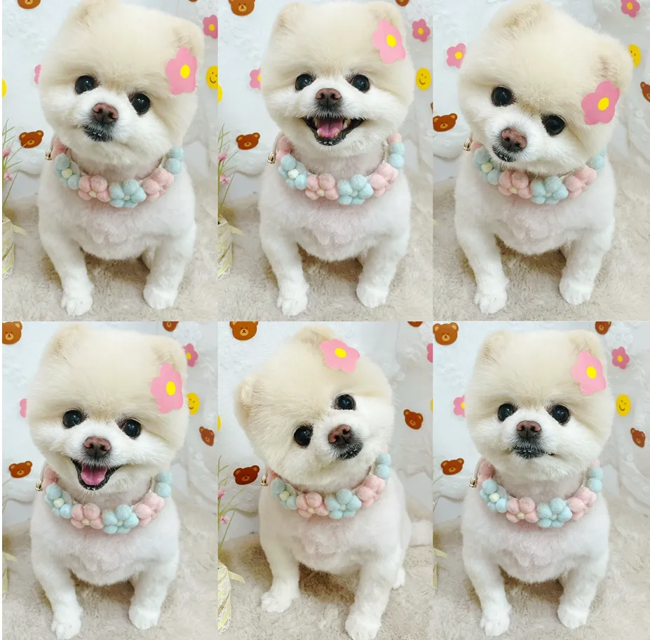 핑크언니PET샵 대표 이미지