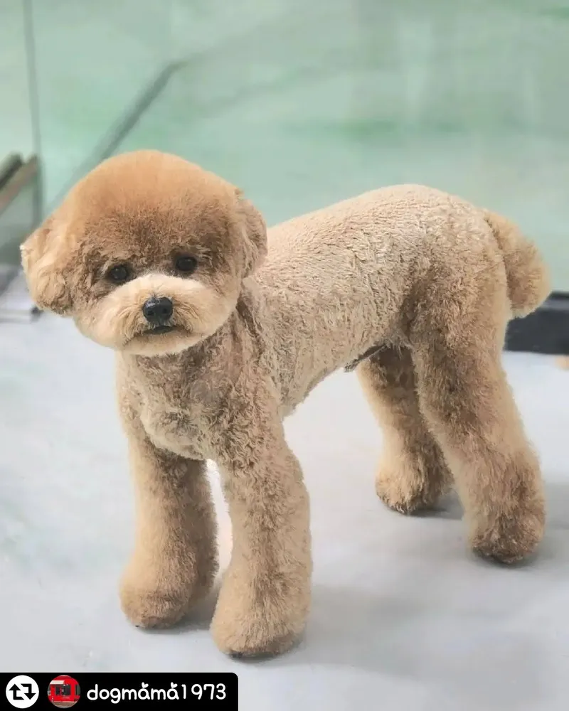크라운독 대표 이미지