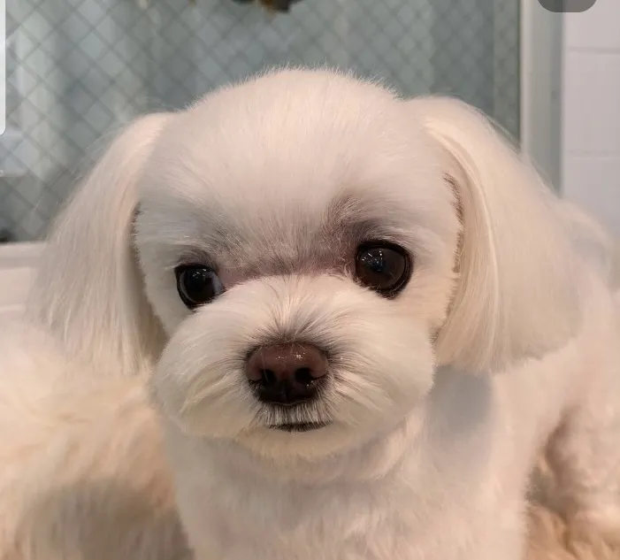 앙볼리펫살롱 부산점 대표 이미지