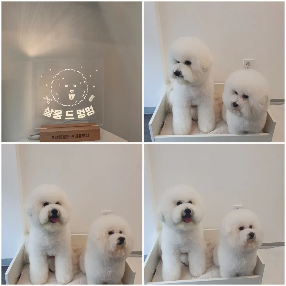 살롱드멍멍 대표 이미지