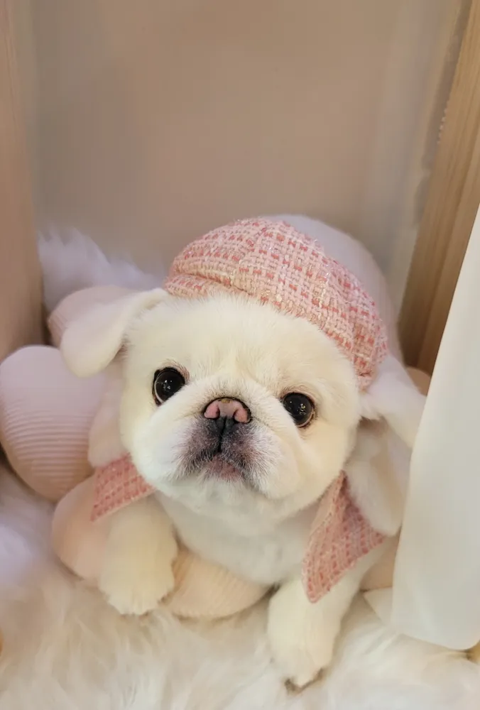 옆집강아지 대표 이미지