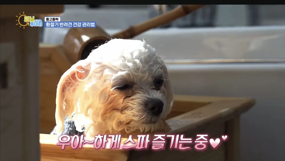 놀다가시개 대표 이미지