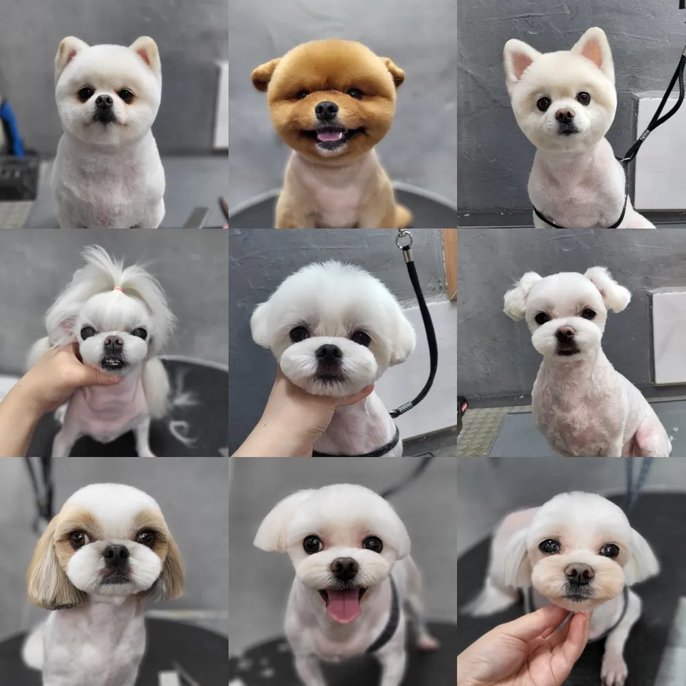 아름답개 대표 이미지