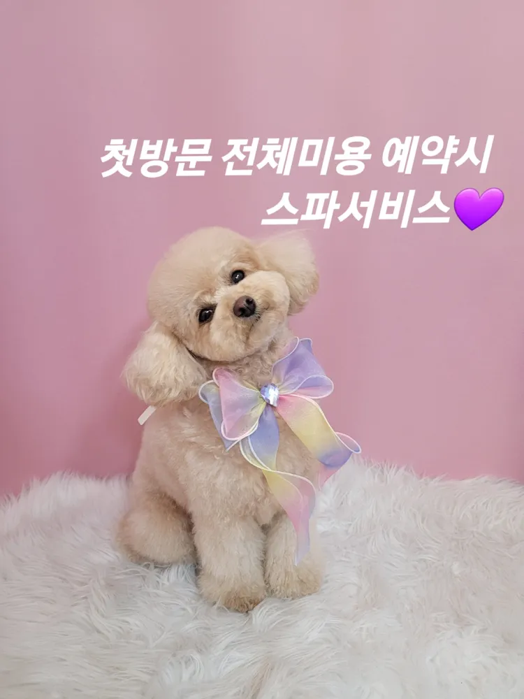 이쁘개애견샵 대표 이미지