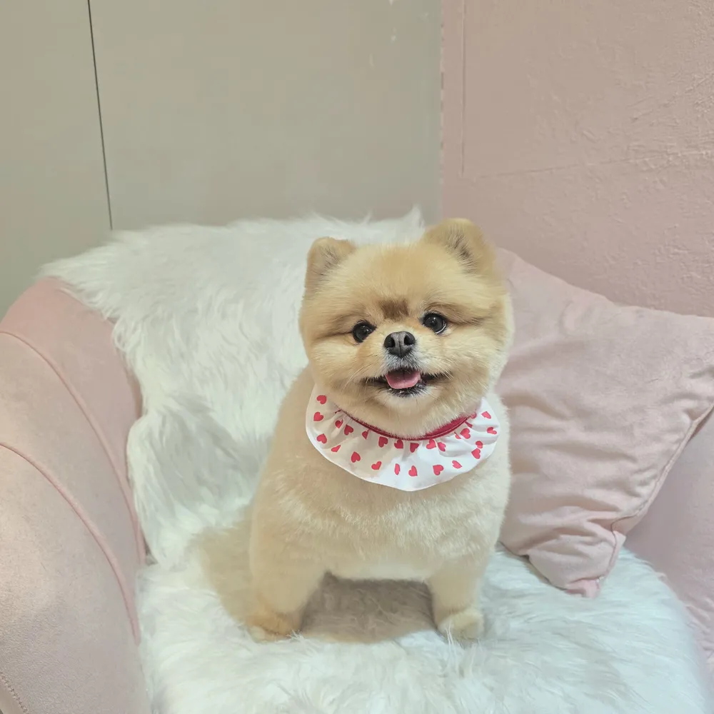 개이쁘댕 애견미용실 대표 이미지
