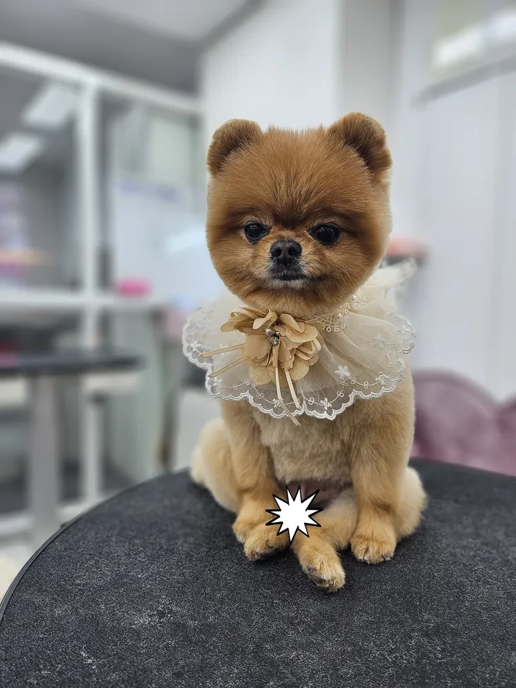 멍멍스타일 대표 이미지