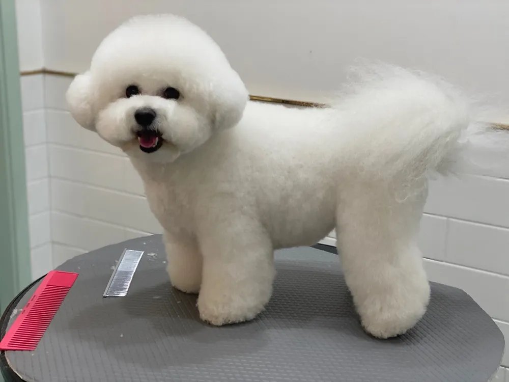 아스타 펫 살롱 대표 이미지