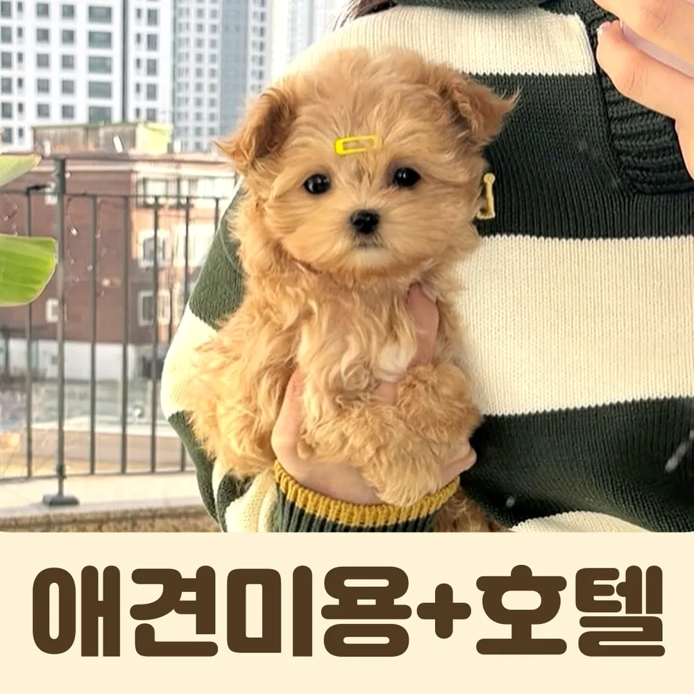 퍼피캣 애견호텔 애견미용 인천신현점 대표 이미지