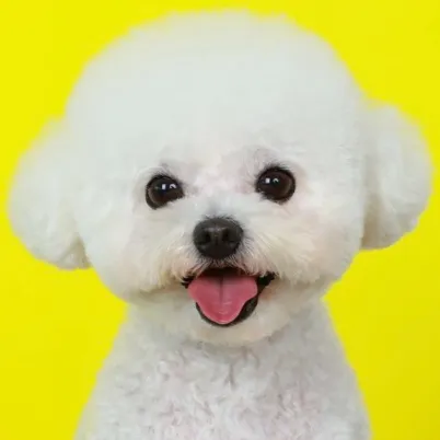 뽀작뽀작 강아지 미용실 간석점 대표 이미지