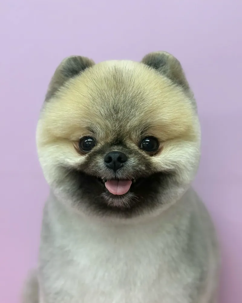 댕댕토피아 대표 이미지