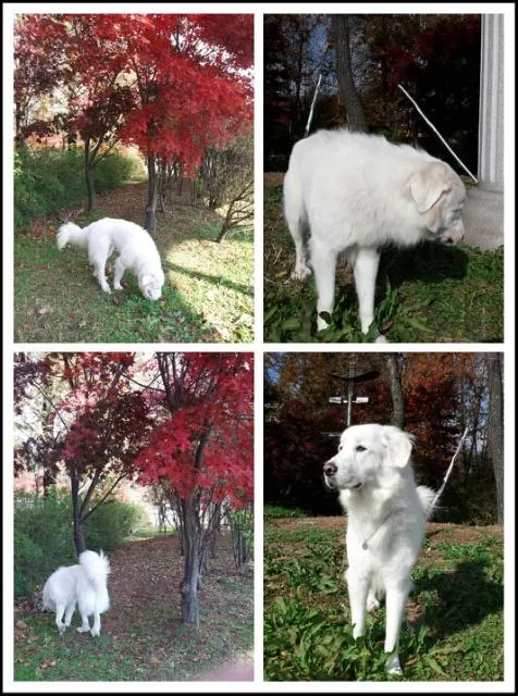 두산이네애견샵 대표 이미지