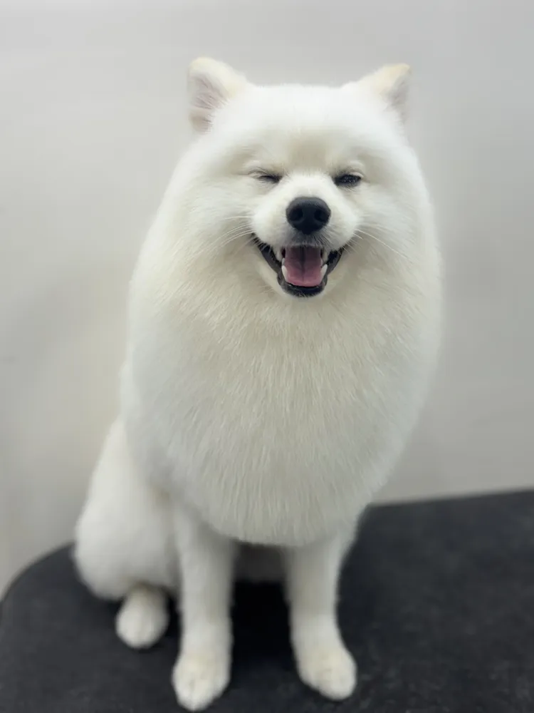 뽀그리독 대표 이미지