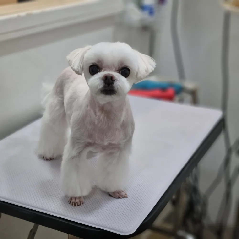 핑크펫미용실 대표 이미지