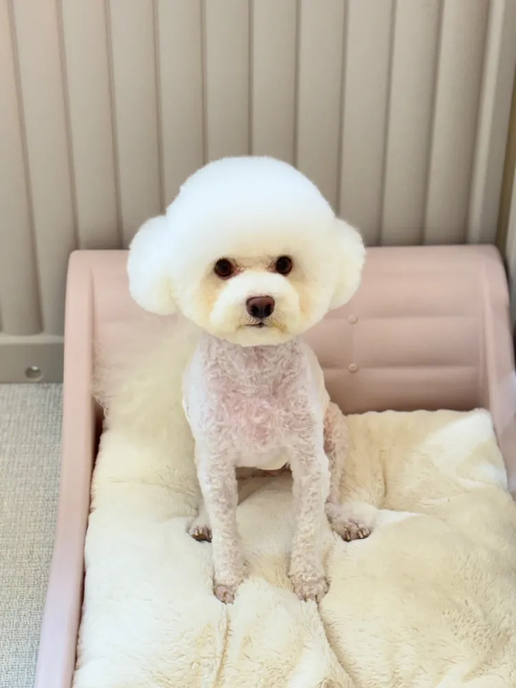 이끌리개 대표 이미지