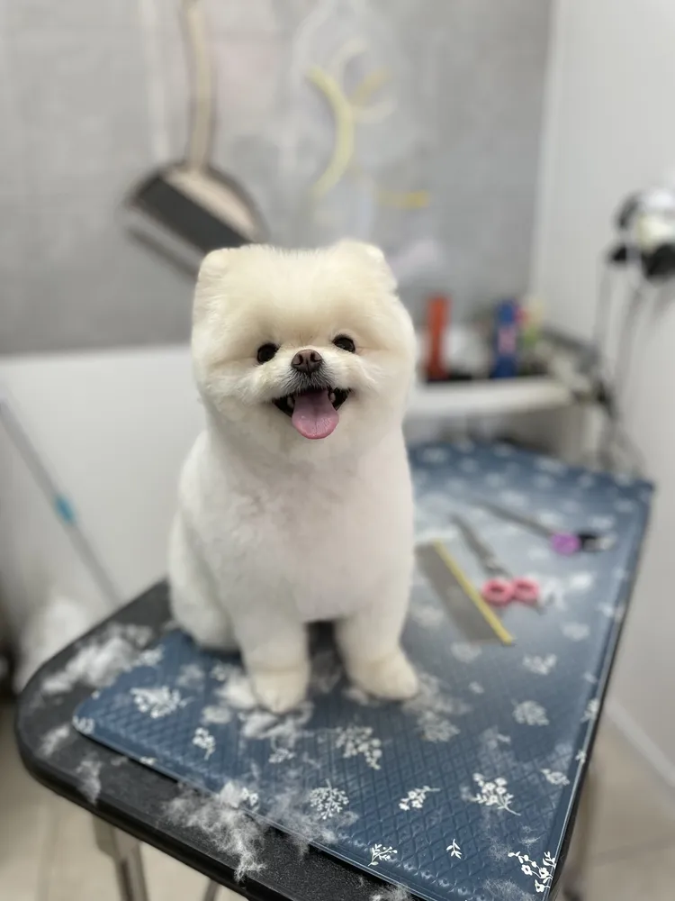 강아지공작소 대표 이미지
