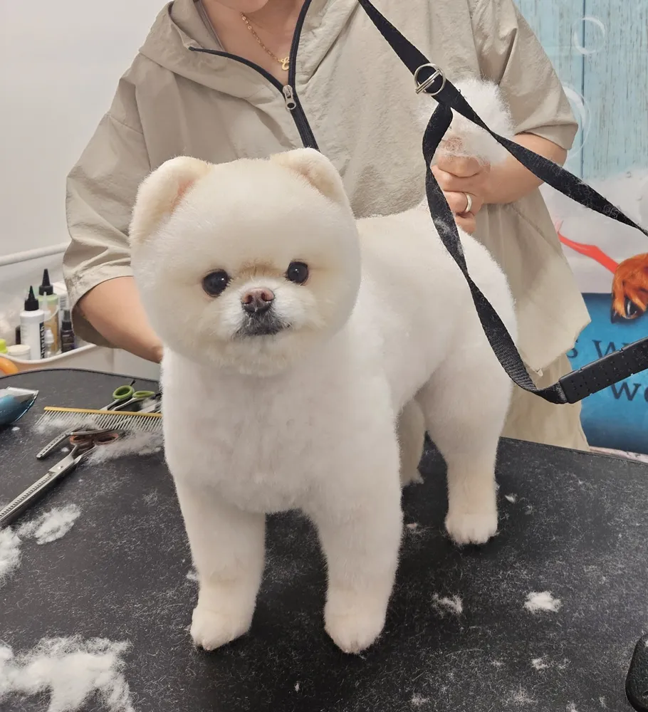 별찌몽 대표 이미지