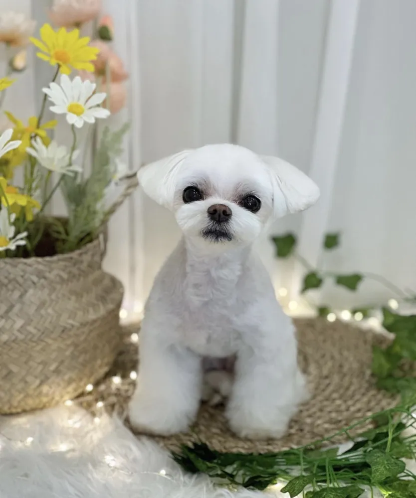 몽주르 대표 이미지