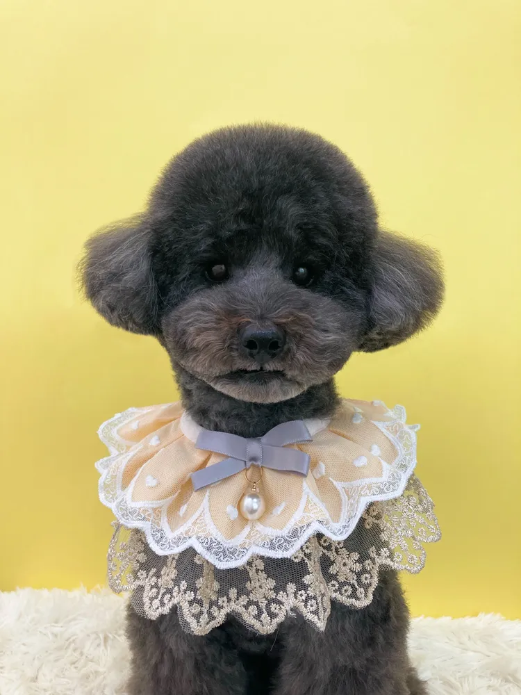 미소애견미용실 대표 이미지