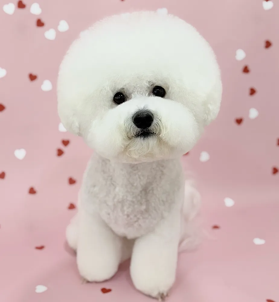 까끄롱 대표 이미지