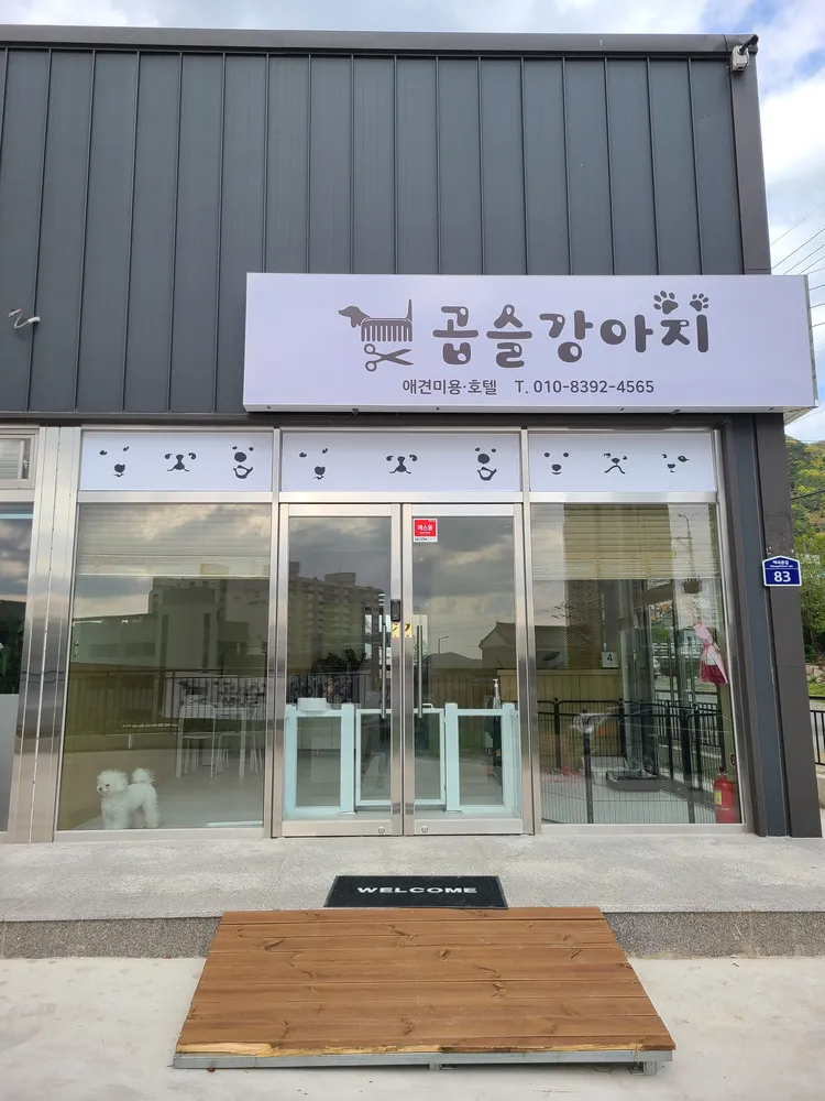 곱슬강아지 대표 이미지
