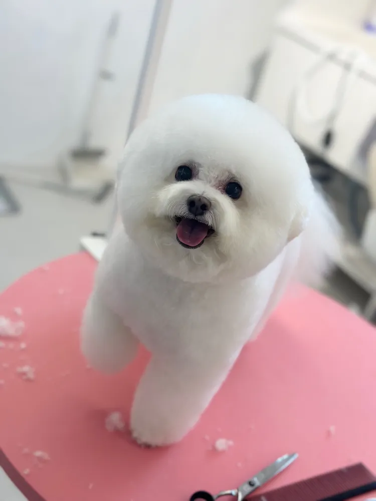까까삐까 대표 이미지