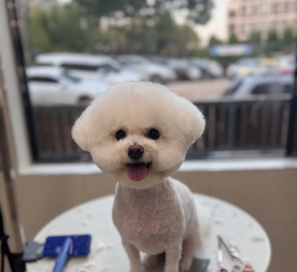 5959강아지미용실 대표 이미지