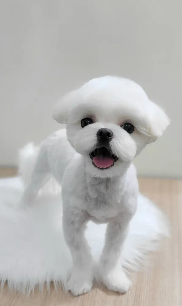 애니원애견미용 대표 이미지