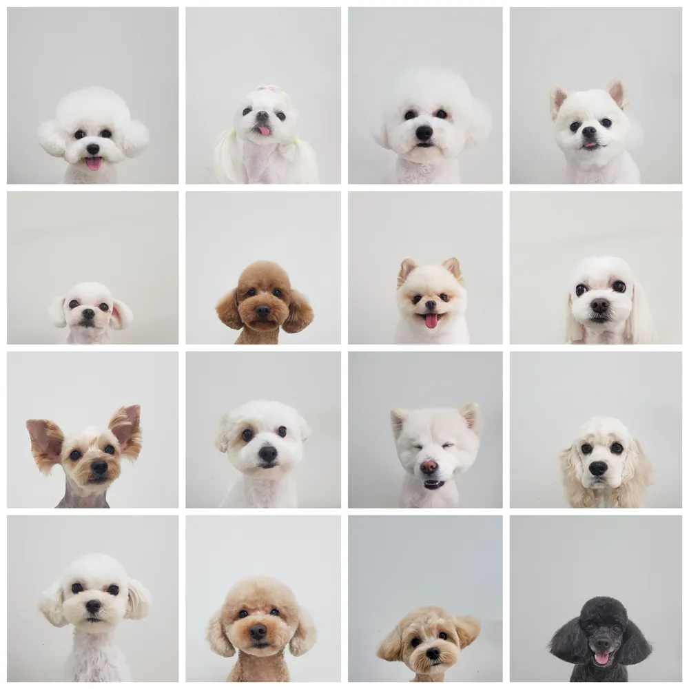 pet salon 몽끌 대표 이미지