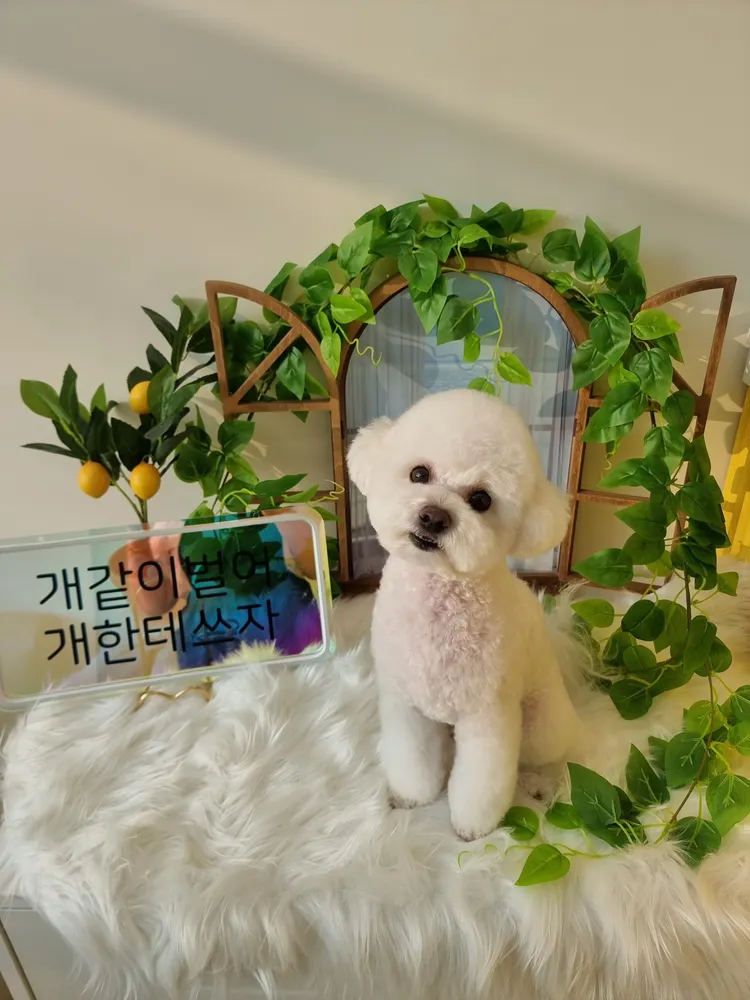 해피투개털 대표 이미지